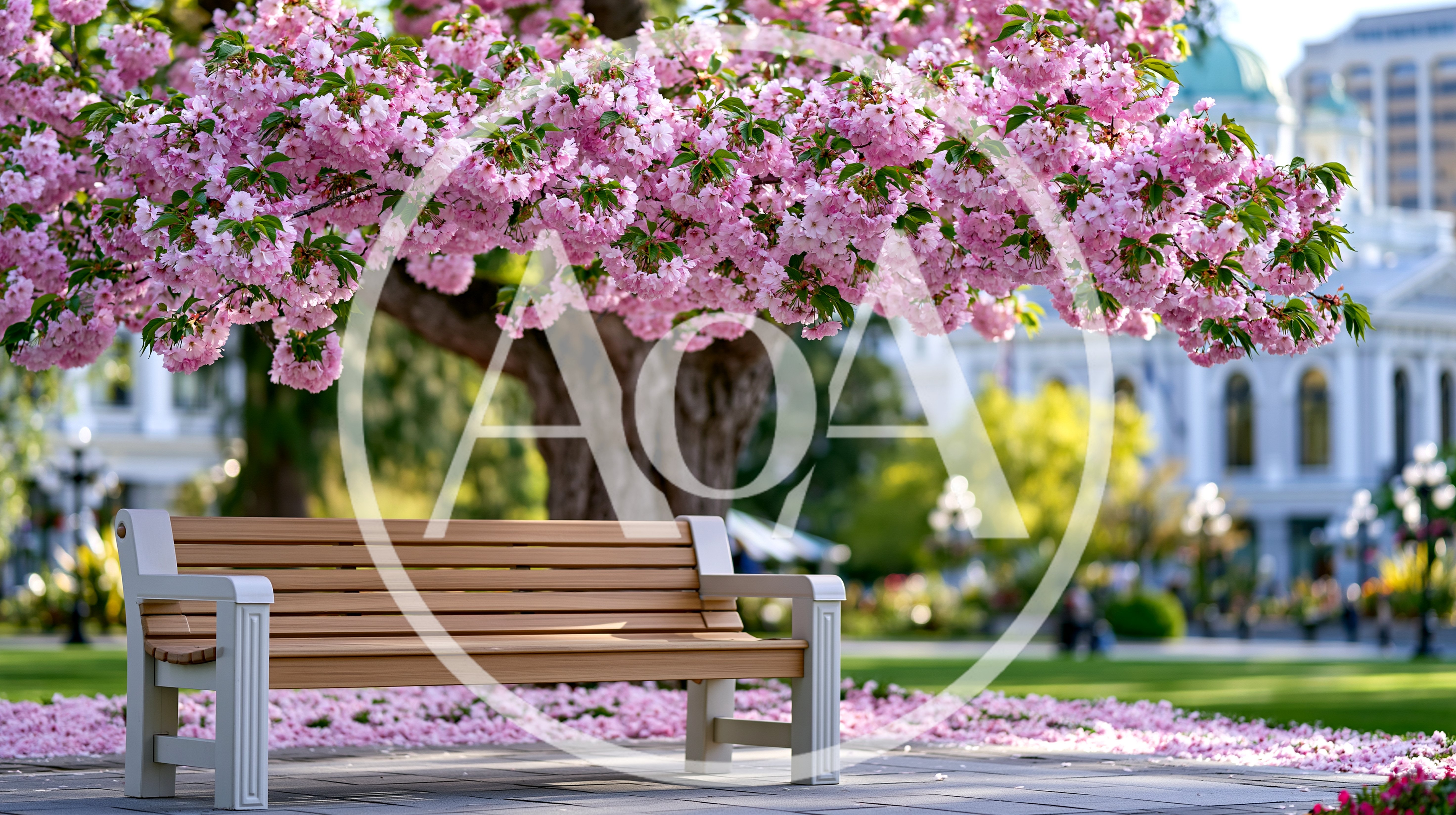 Empty Wooden Park Bench Under Blooming Cherry Blossom Tree