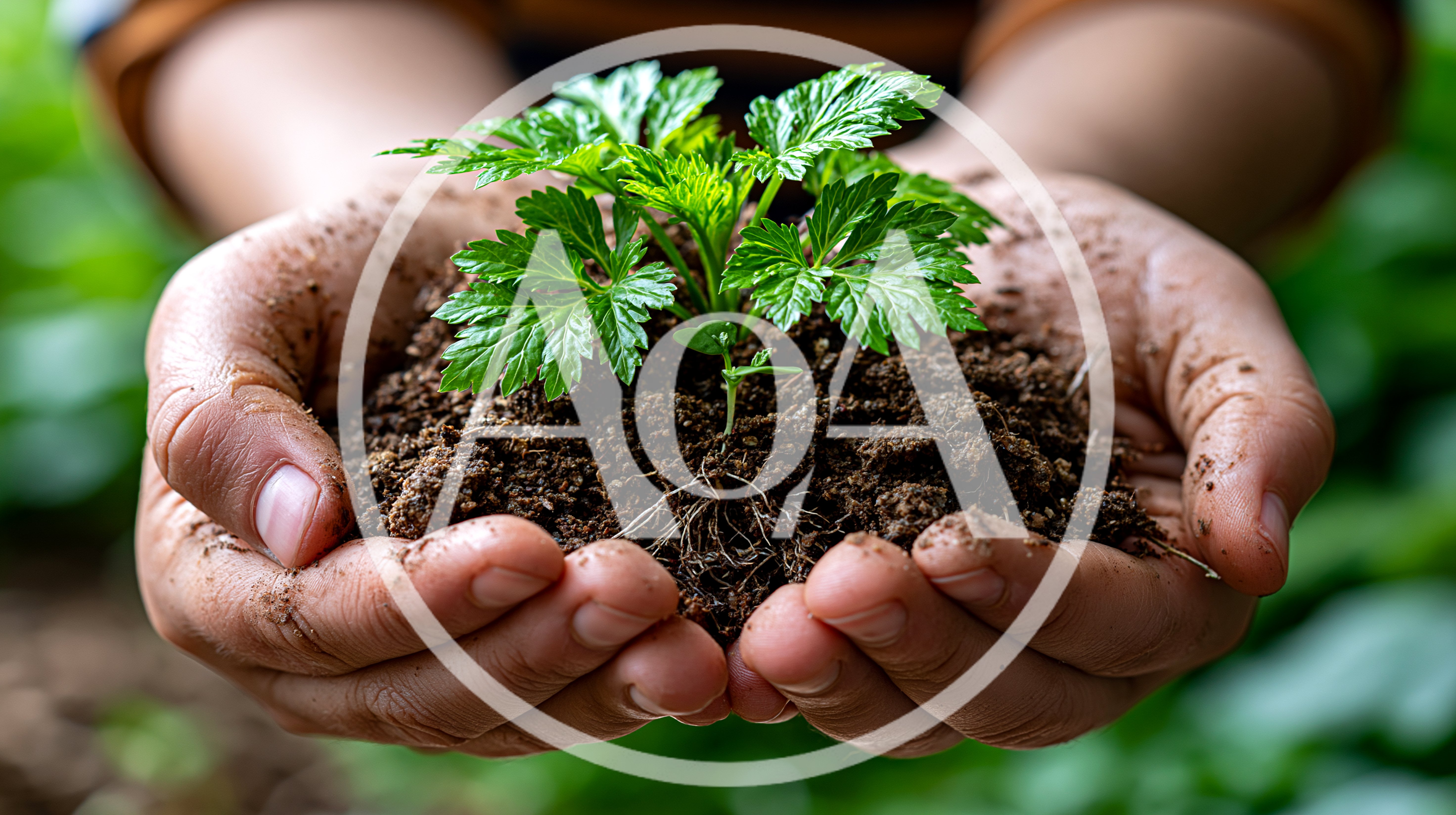 Hands Holding A Small Green Plant In Soil