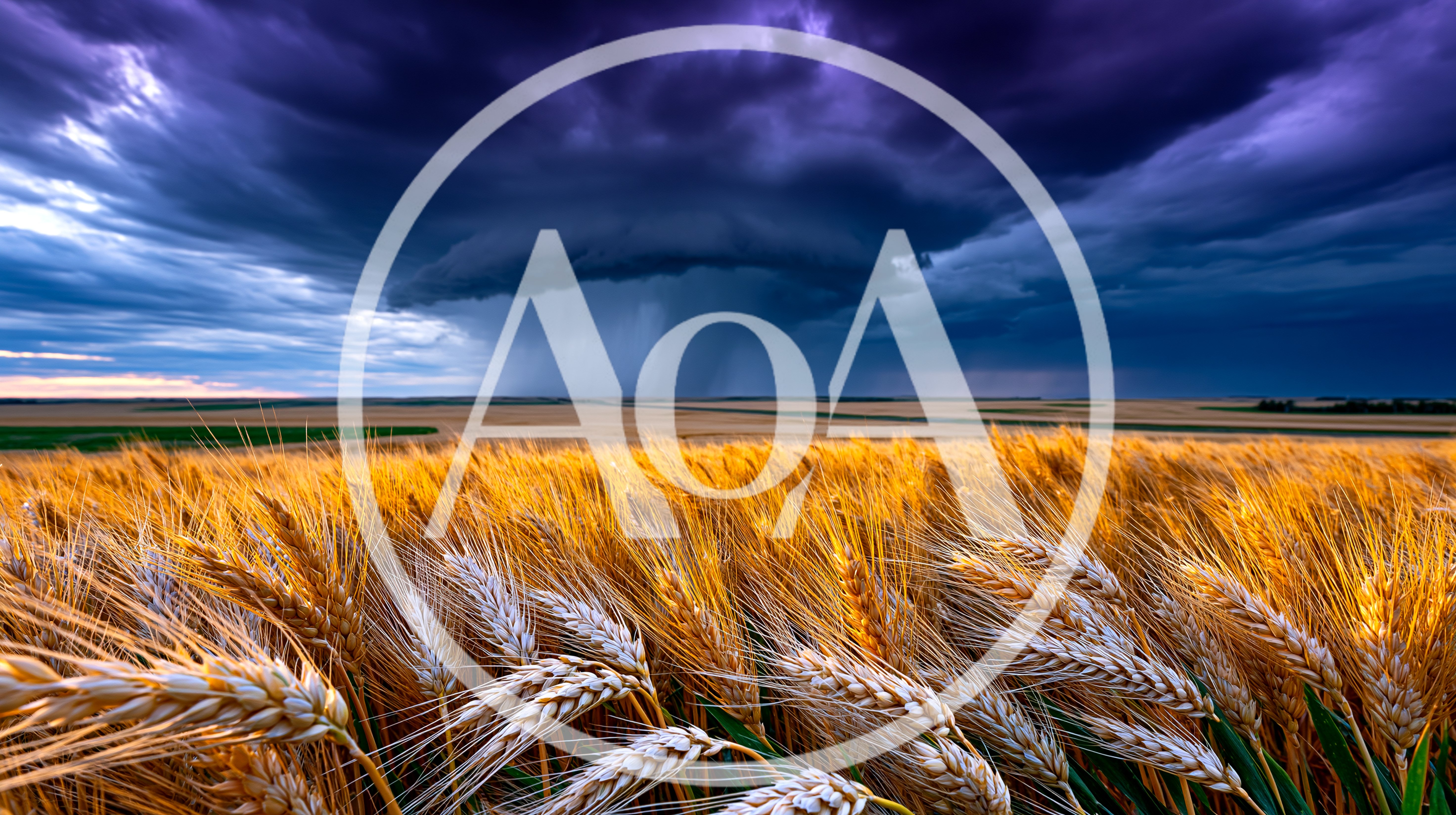 Golden Wheat Field Under Dramatic Stormy Sky