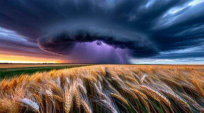 Supercell Thunderstorm Over A Golden Wheat Field