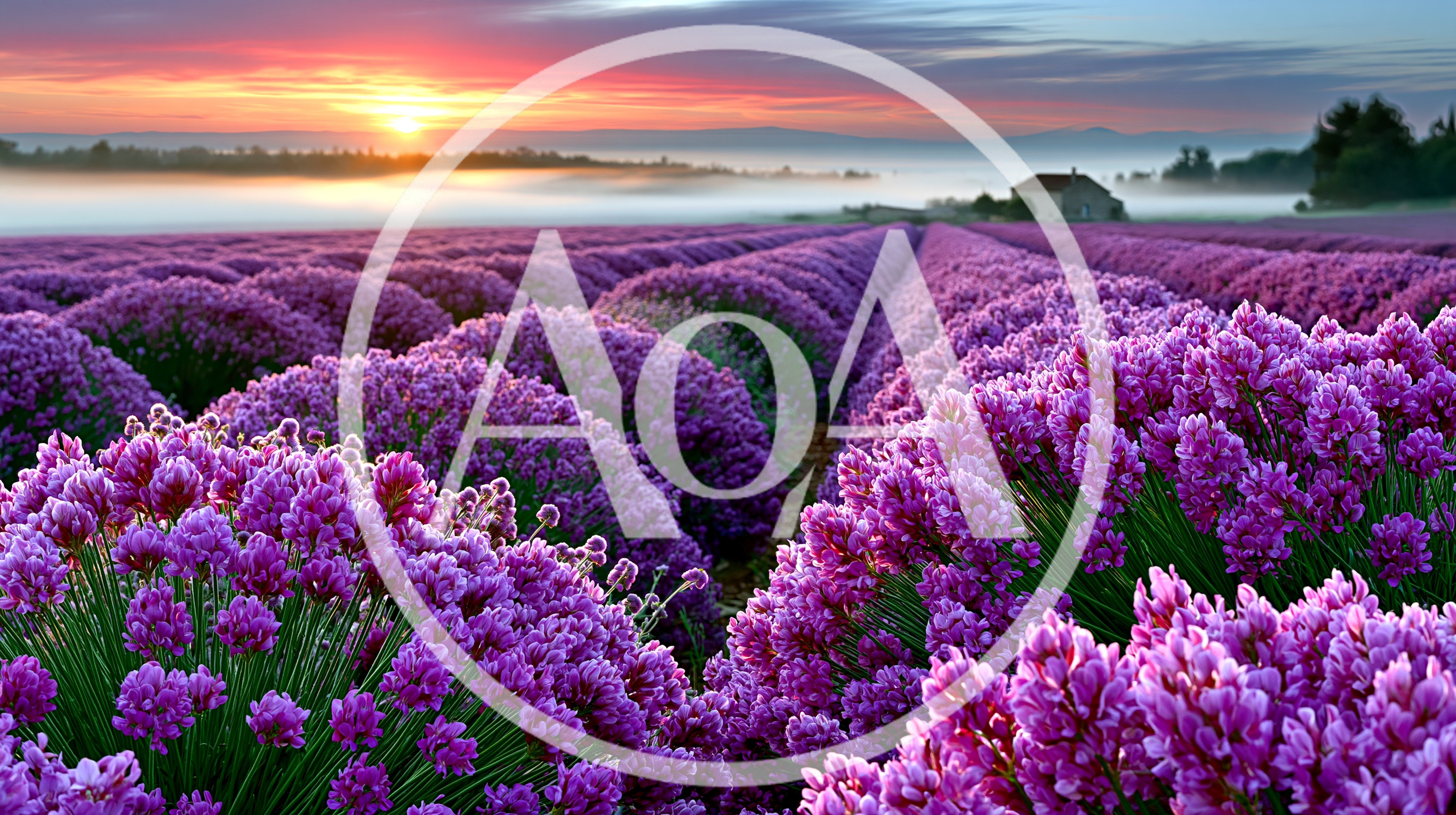 Vibrant Purple Allium Flower Field at Sunrise