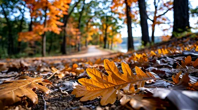 Golden Oak Leaves On A Forest Path In Autumn
