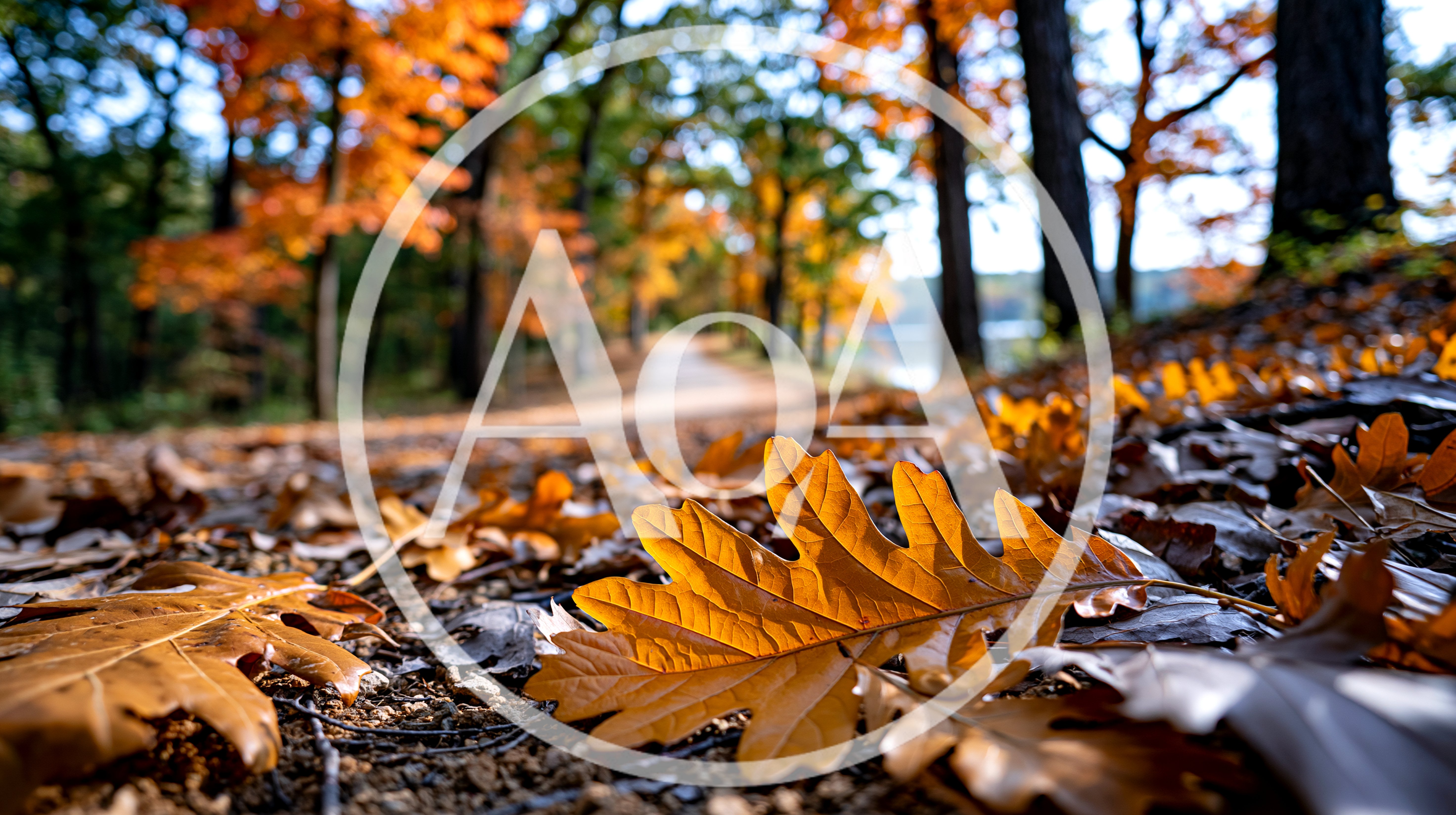 Golden Oak Leaves On A Forest Path In Autumn
