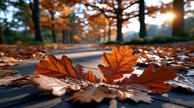 Fallen Oak Leaves On A Sunny Autumn Path