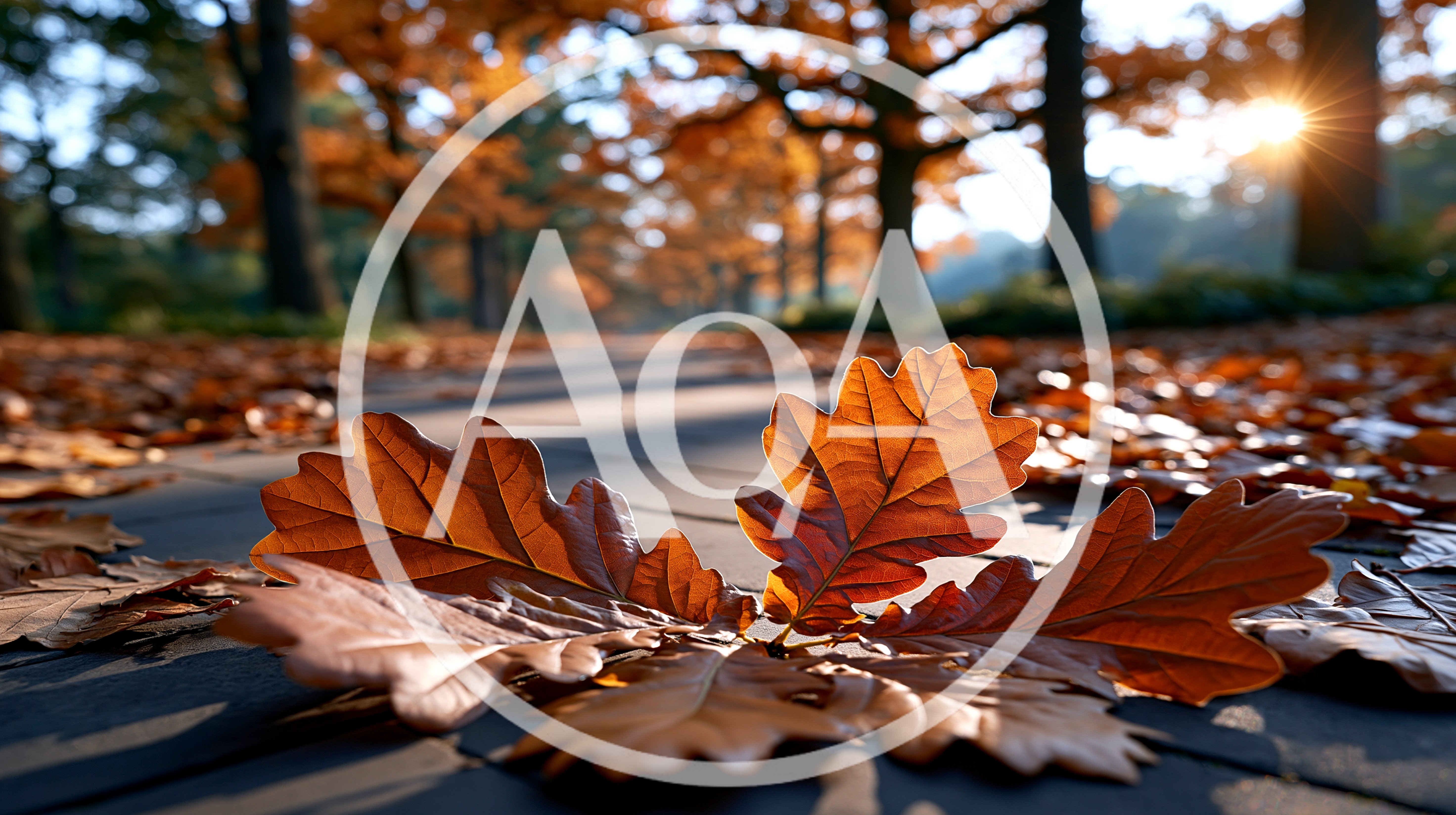 Fallen Oak Leaves On A Sunny Autumn Path