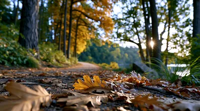 Autumn Leaves On A Forest Path At Sunset
