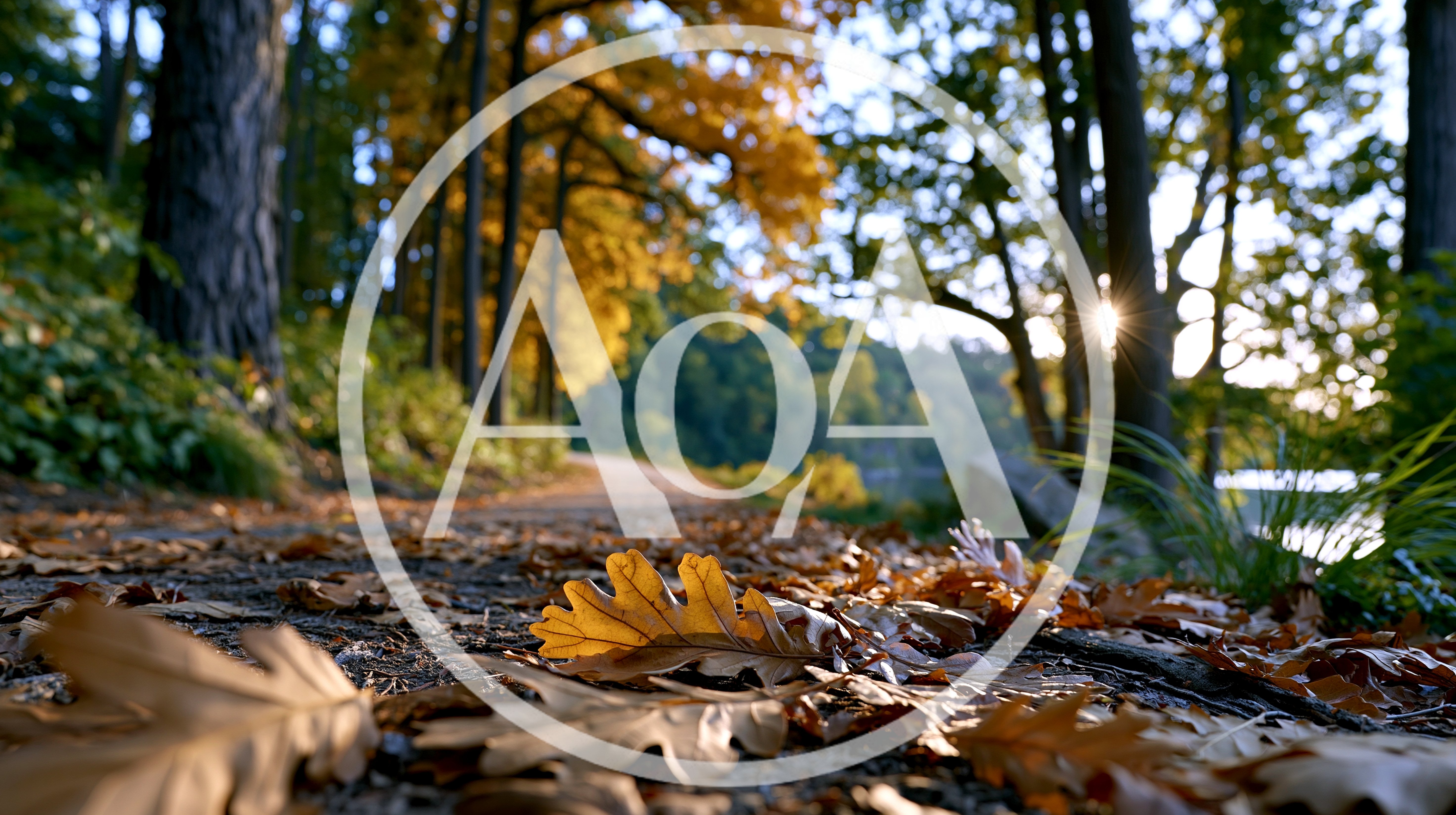 Autumn Leaves On A Forest Path At Sunset