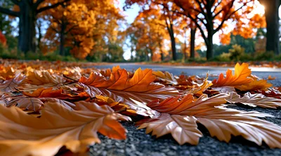 Fallen Autumn Leaves On An Asphalt Road