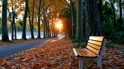 Empty Park Bench On A Sunny Autumn Day