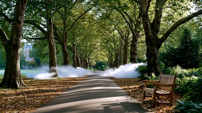 Foggy Tree Lined Path In A Public Park