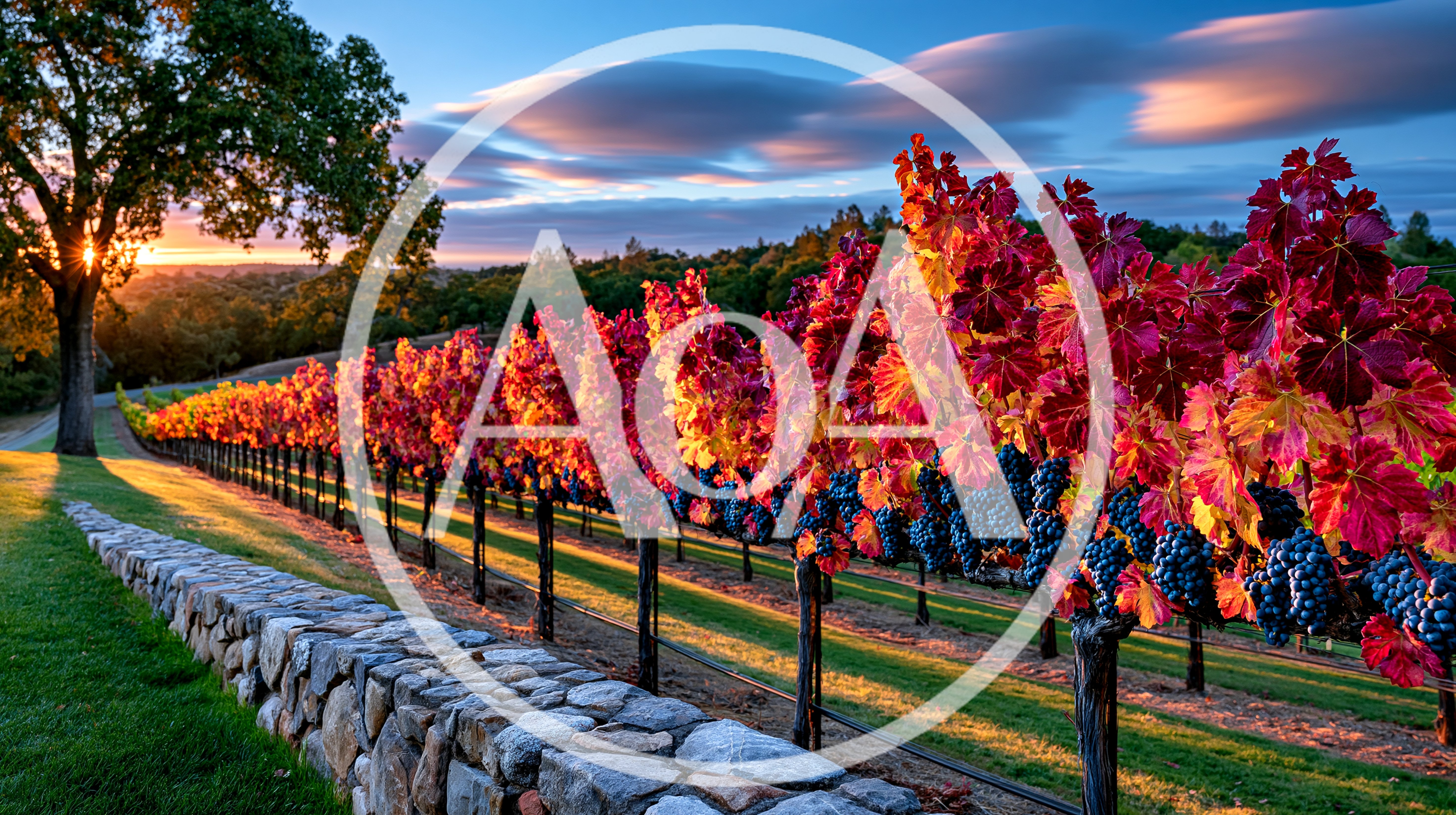 Vibrant Autumn Vineyard Rows At Sunset