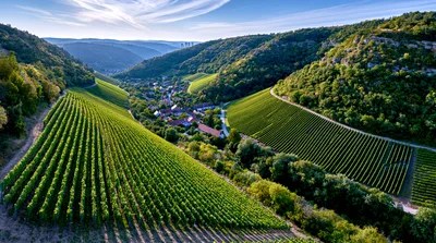 Aerial View Of Lush Green Vineyards In A Valley