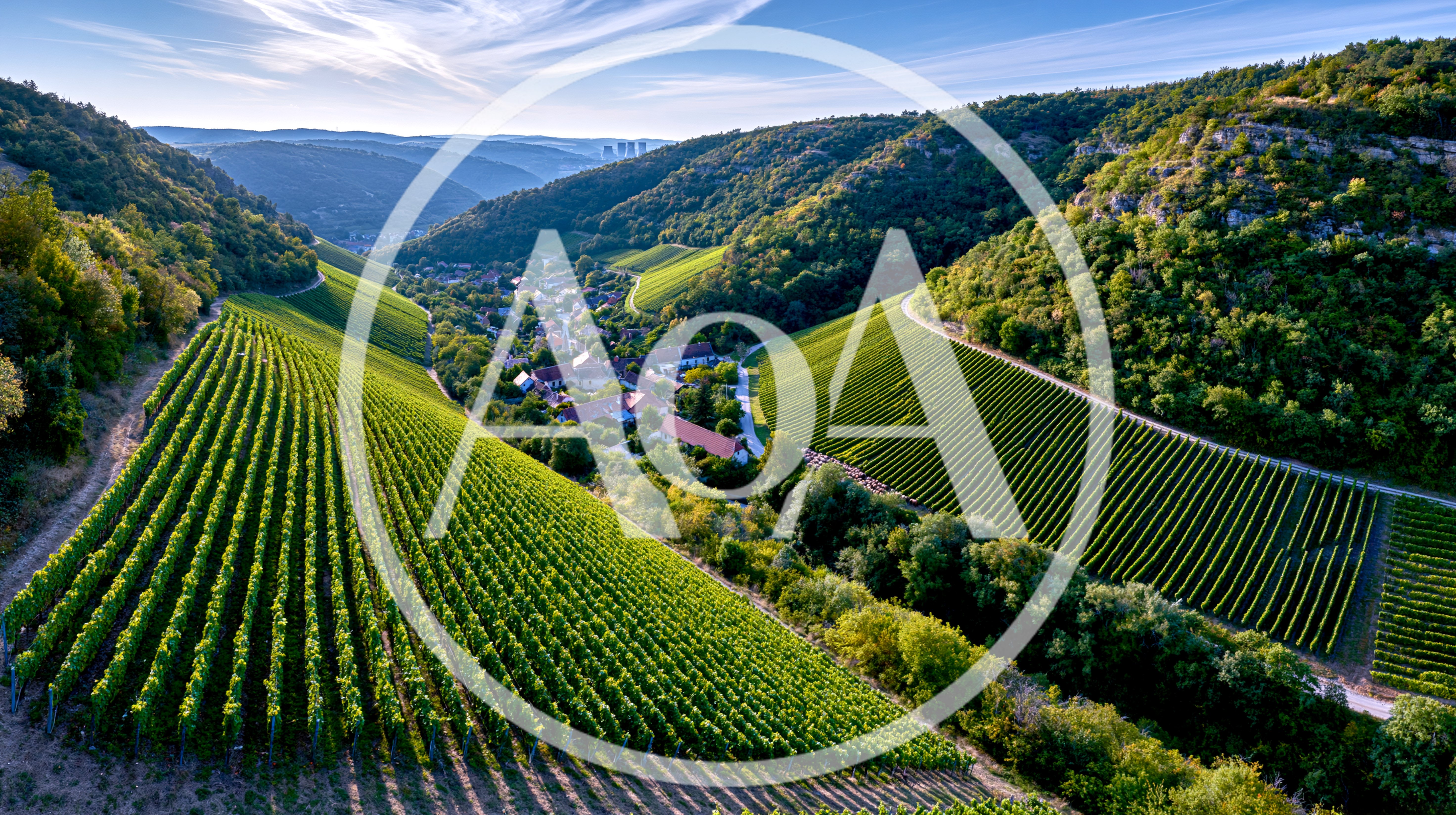 Aerial View Of Lush Green Vineyards In A Valley