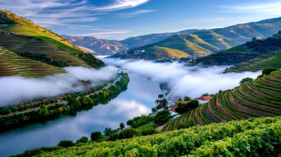 Terraced Vineyards Overlooking The Douro River Valley