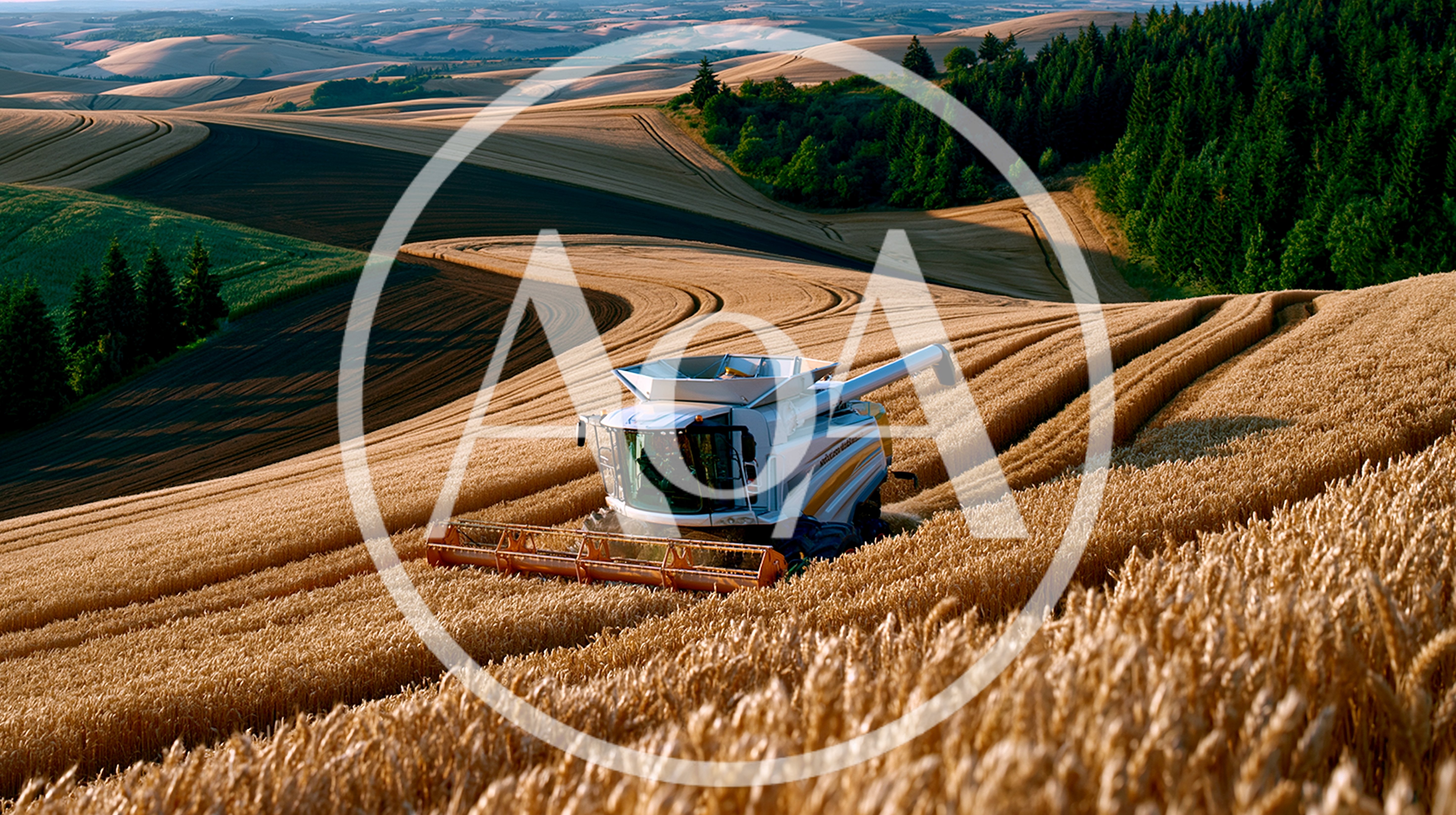 Combine Harvester Working In Rolling Wheat Field