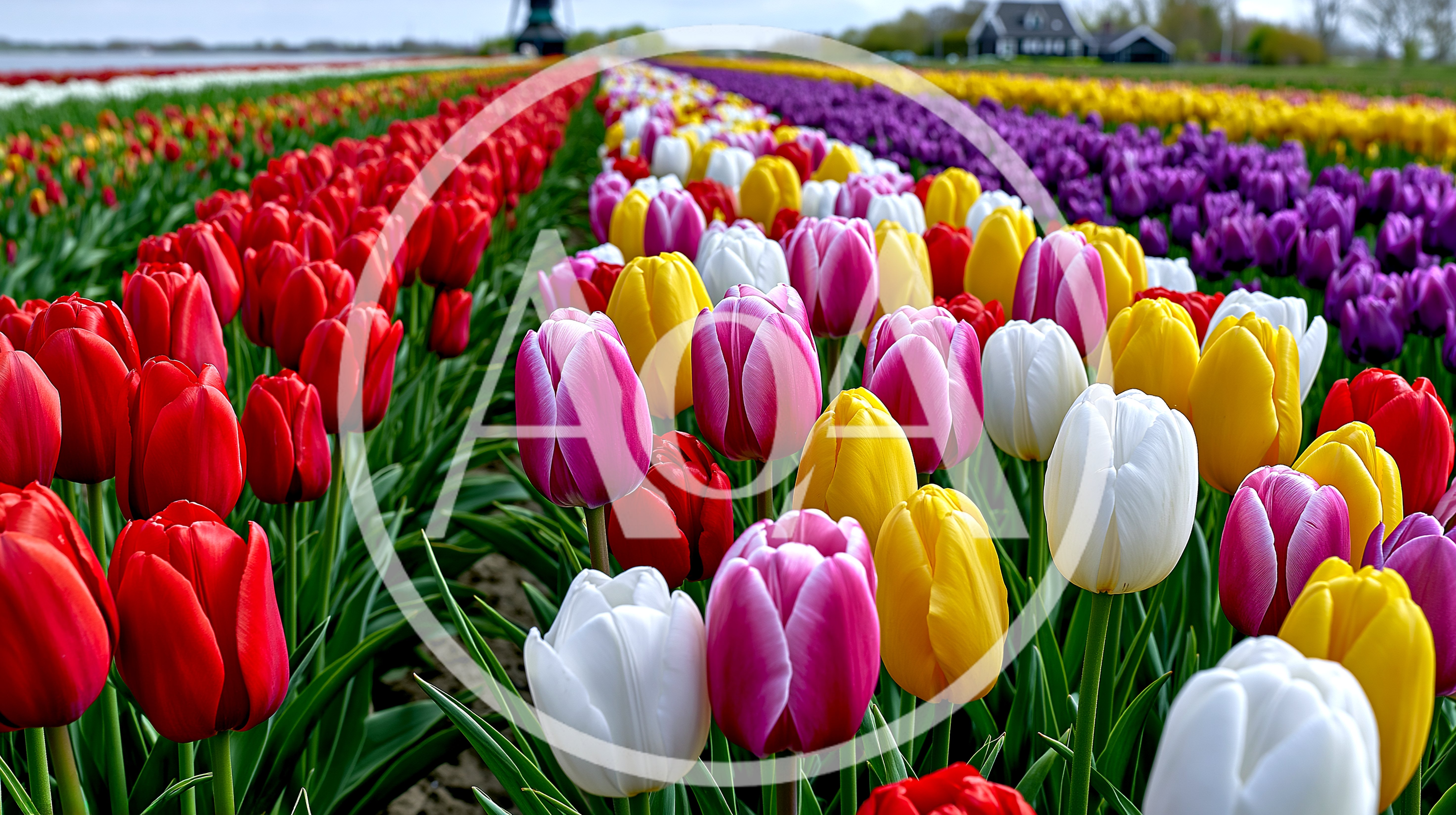 Vibrant Rows Of Colorful Tulips In Dutch Field