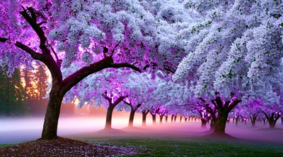 Row Of Blooming Cherry Blossom Trees In Misty Park