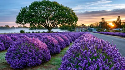 Lavender Field At Sunrise With Large Tree