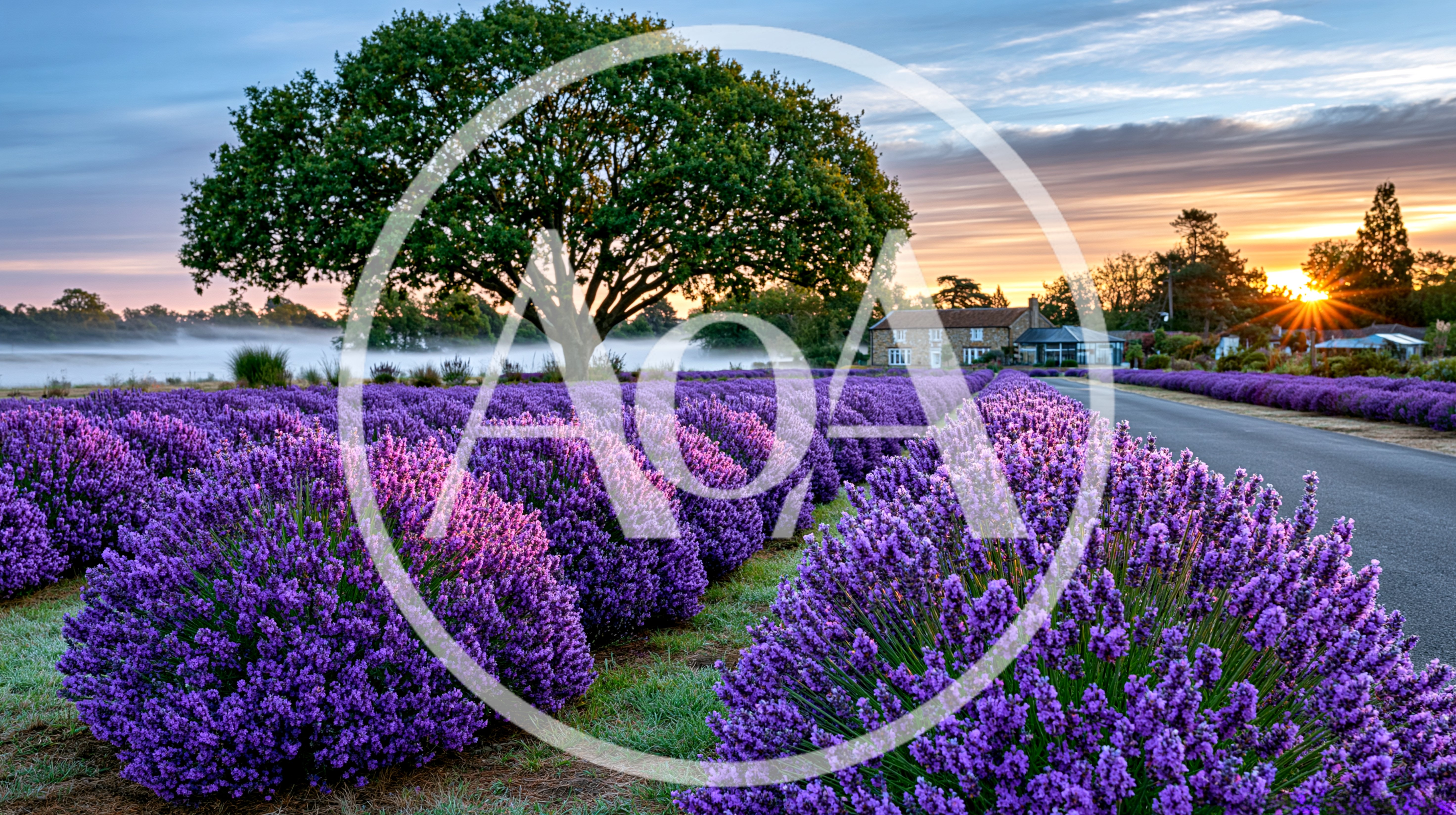 Lavender Field At Sunrise With Large Tree