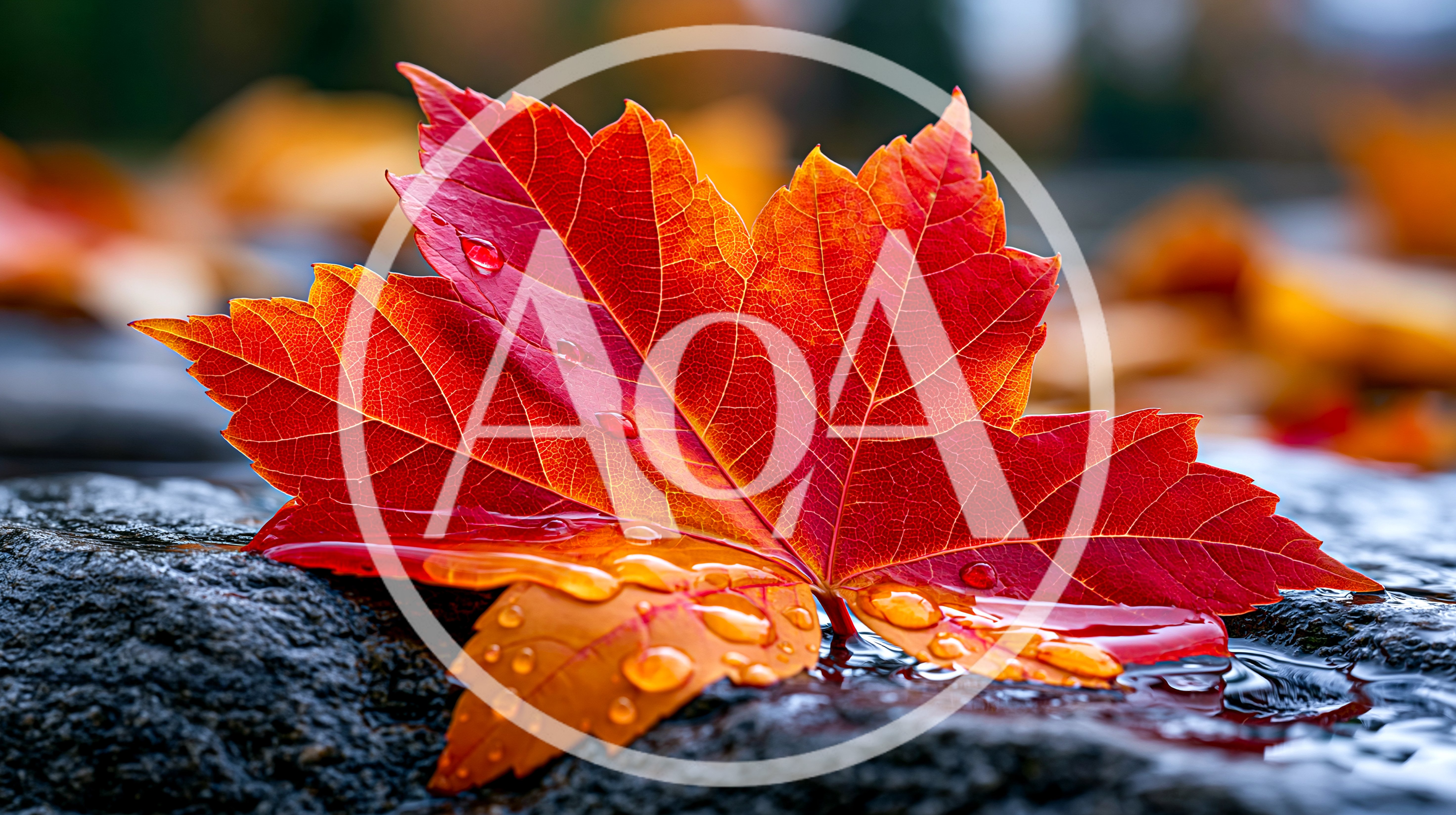 Vibrant Red Autumn Leaf With Raindrops On Wet Stone