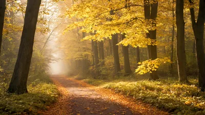 Golden Autumn Forest Path With Morning Mist