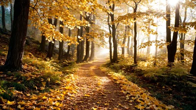 Sunlit Forest Path Covered In Golden Autumn Leaves