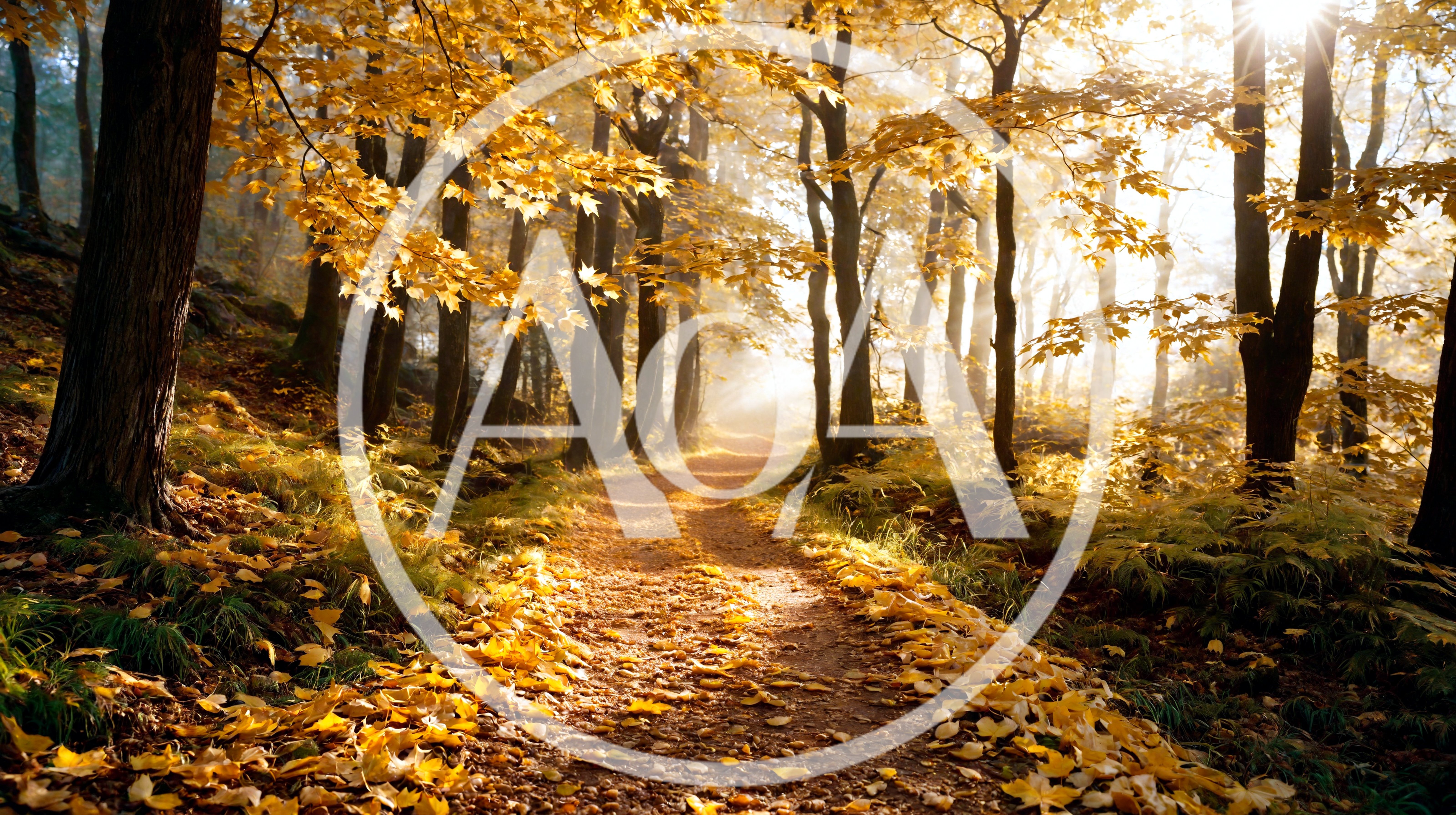 Sunlit Forest Path Covered In Golden Autumn Leaves