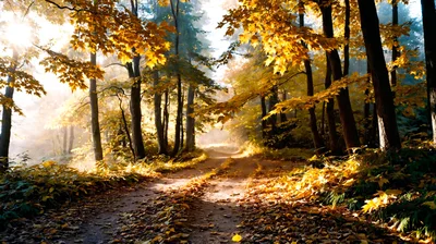 Golden Autumn Forest Path With Sunlight