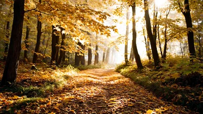 Sunlit Forest Path Covered In Golden Autumn Leaves