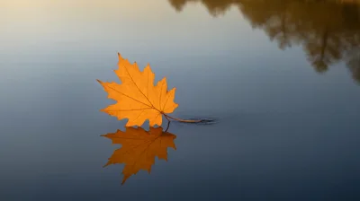 Single Orange Maple Leaf Floating On Calm Water