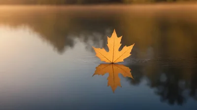 Single Golden Maple Leaf Floating On Calm Lake