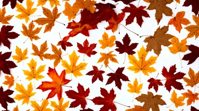 Colorful Autumn Maple Leaves Scattered On White Background