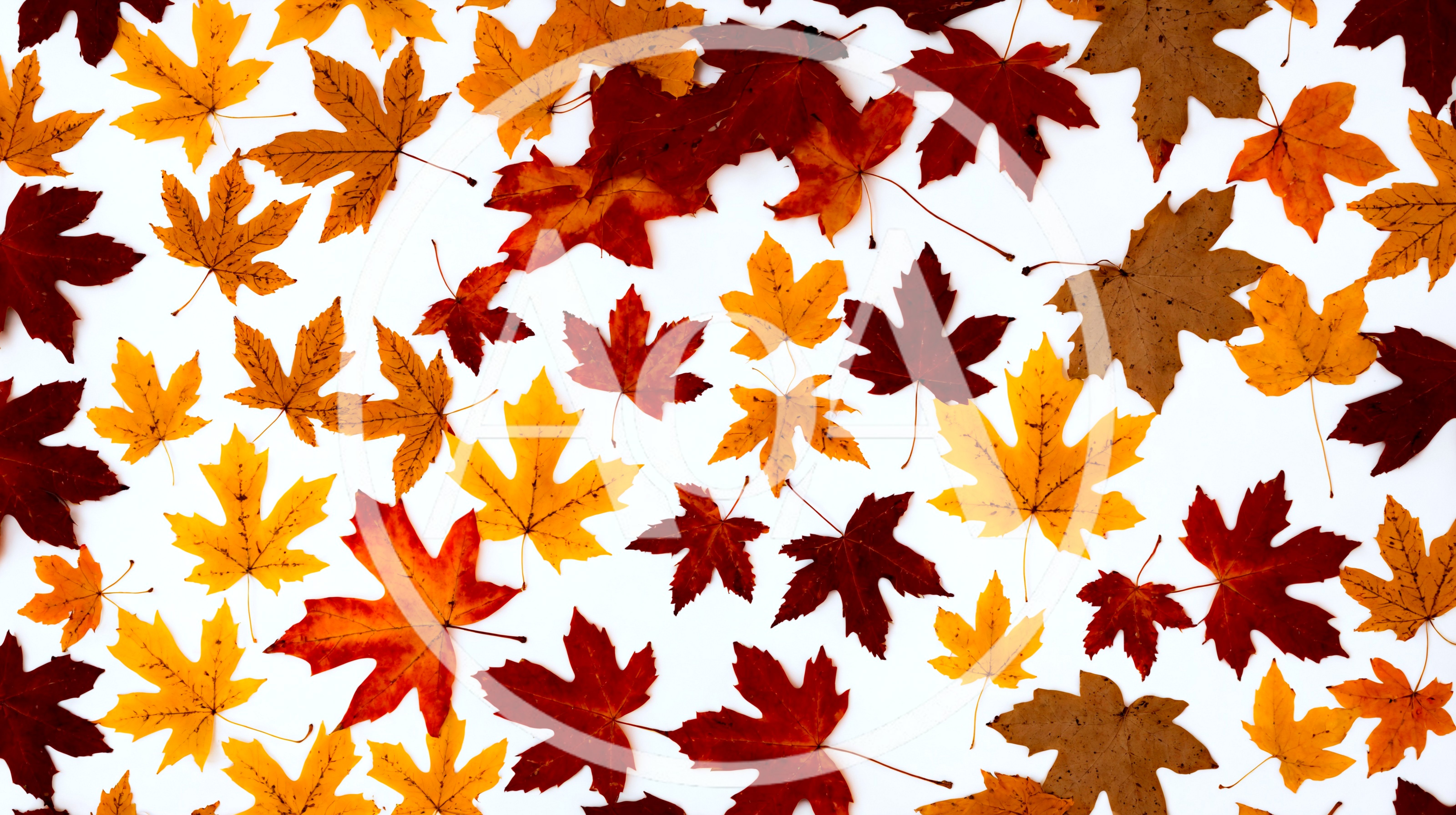 Colorful Autumn Maple Leaves Scattered On White Background