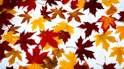 Colorful Autumn Maple Leaves Scattered On White Background