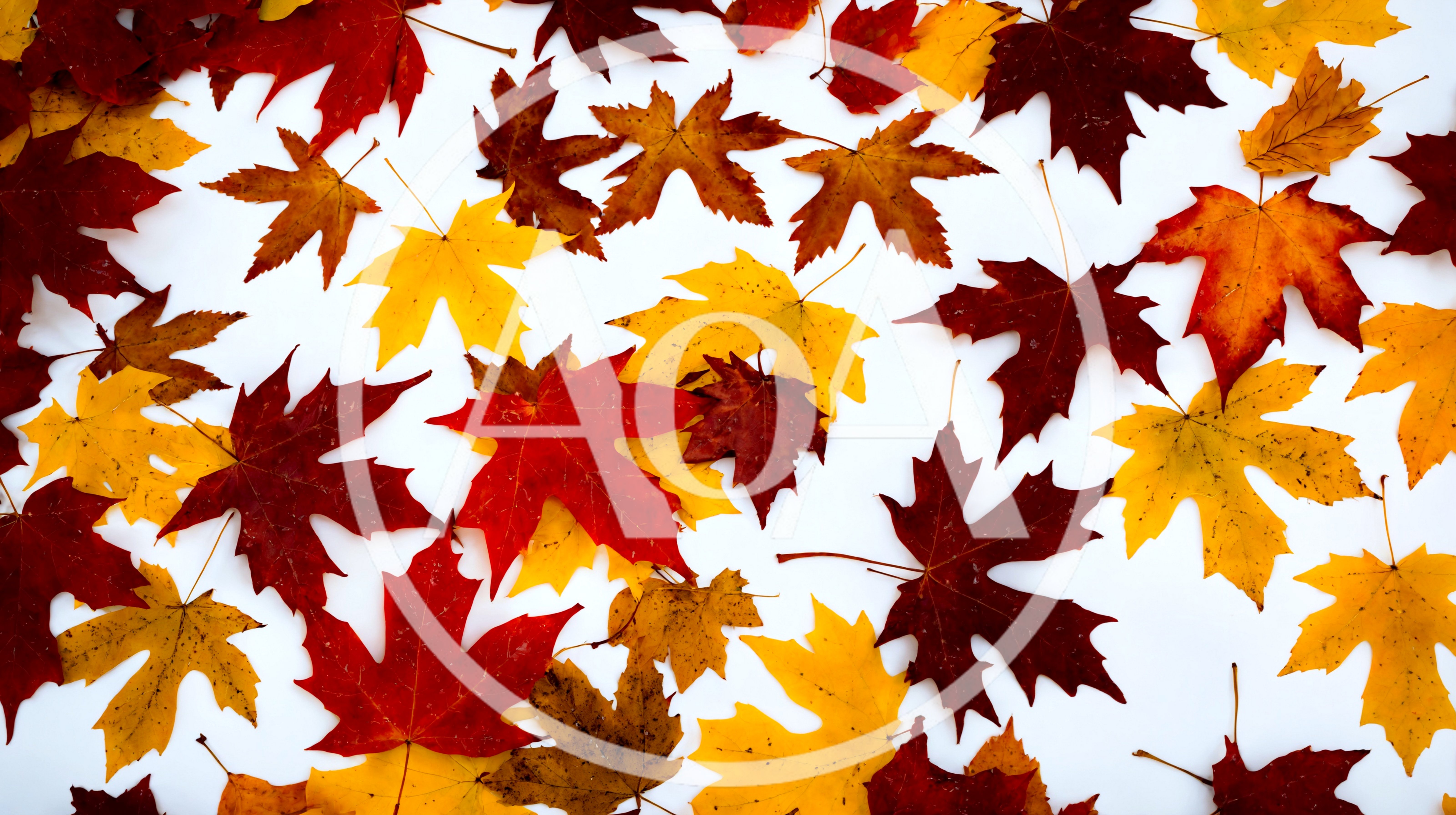 Colorful Autumn Maple Leaves Scattered On White Background