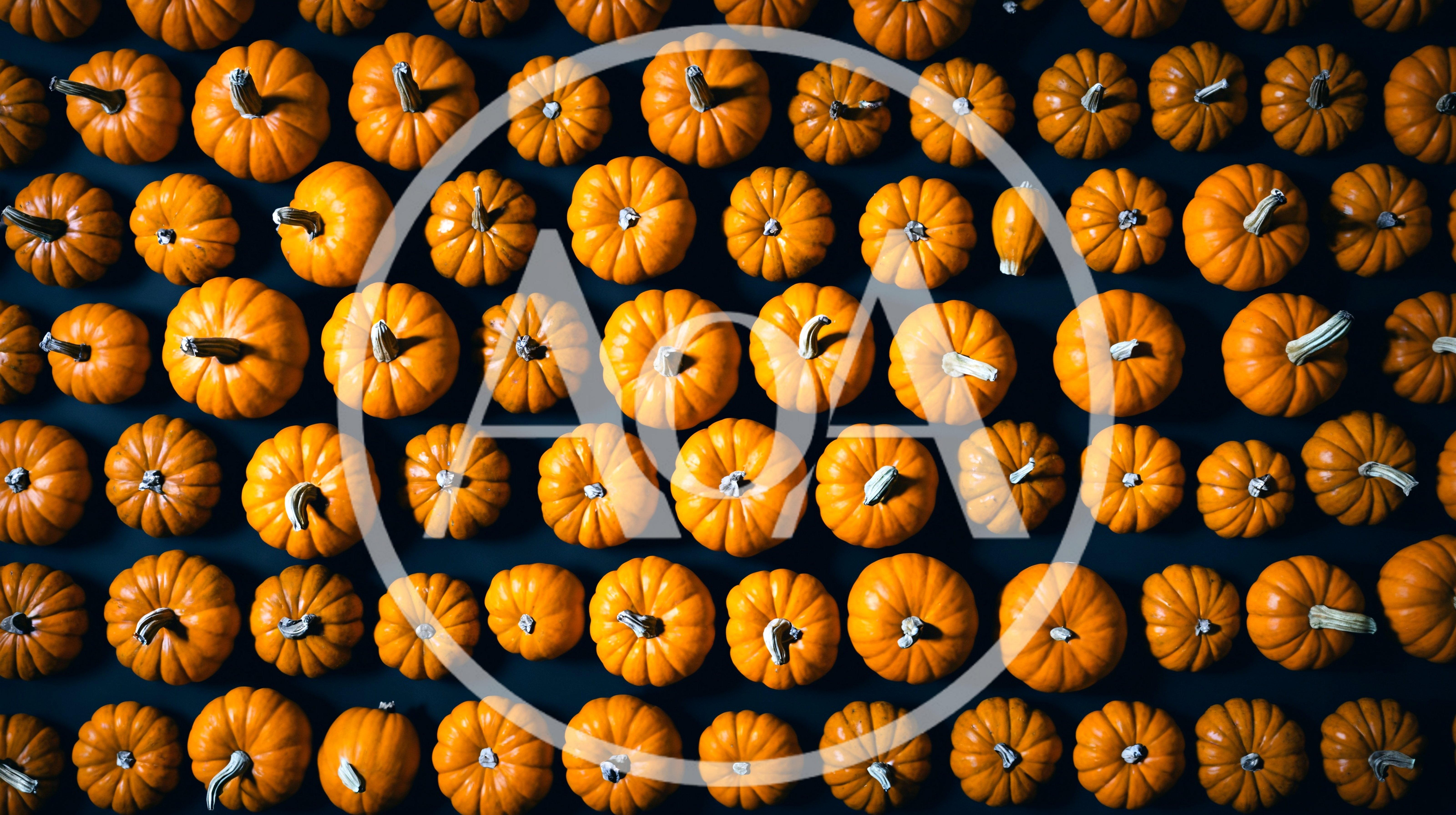 Top View Of Many Small Orange Pumpkins