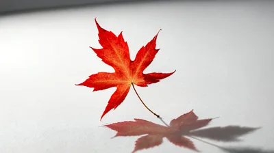 Single Vibrant Red Maple Leaf Standing On White Surface