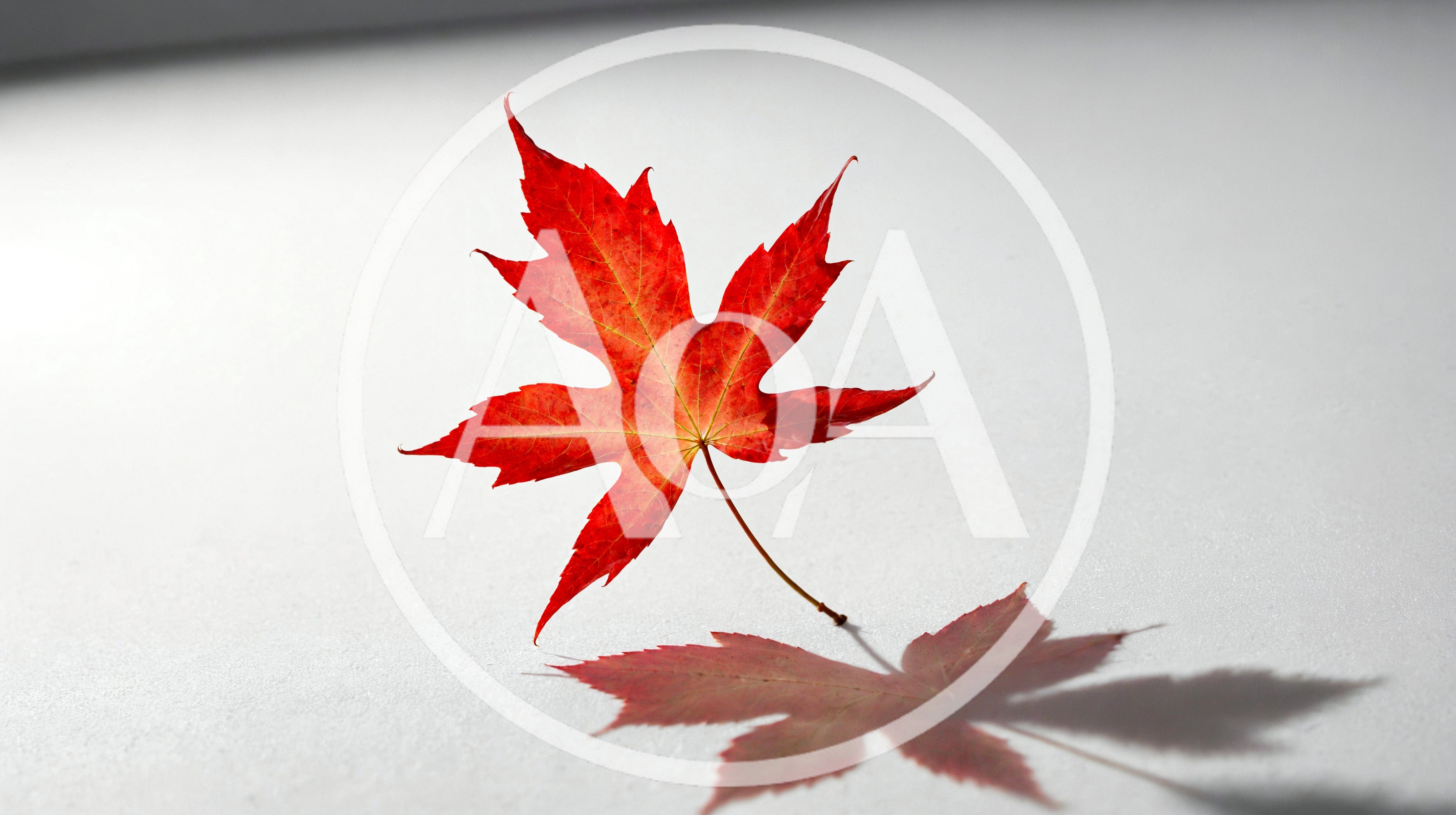 Single Vibrant Red Maple Leaf Standing On White Surface