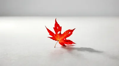 Single Red Maple Leaf on White Background