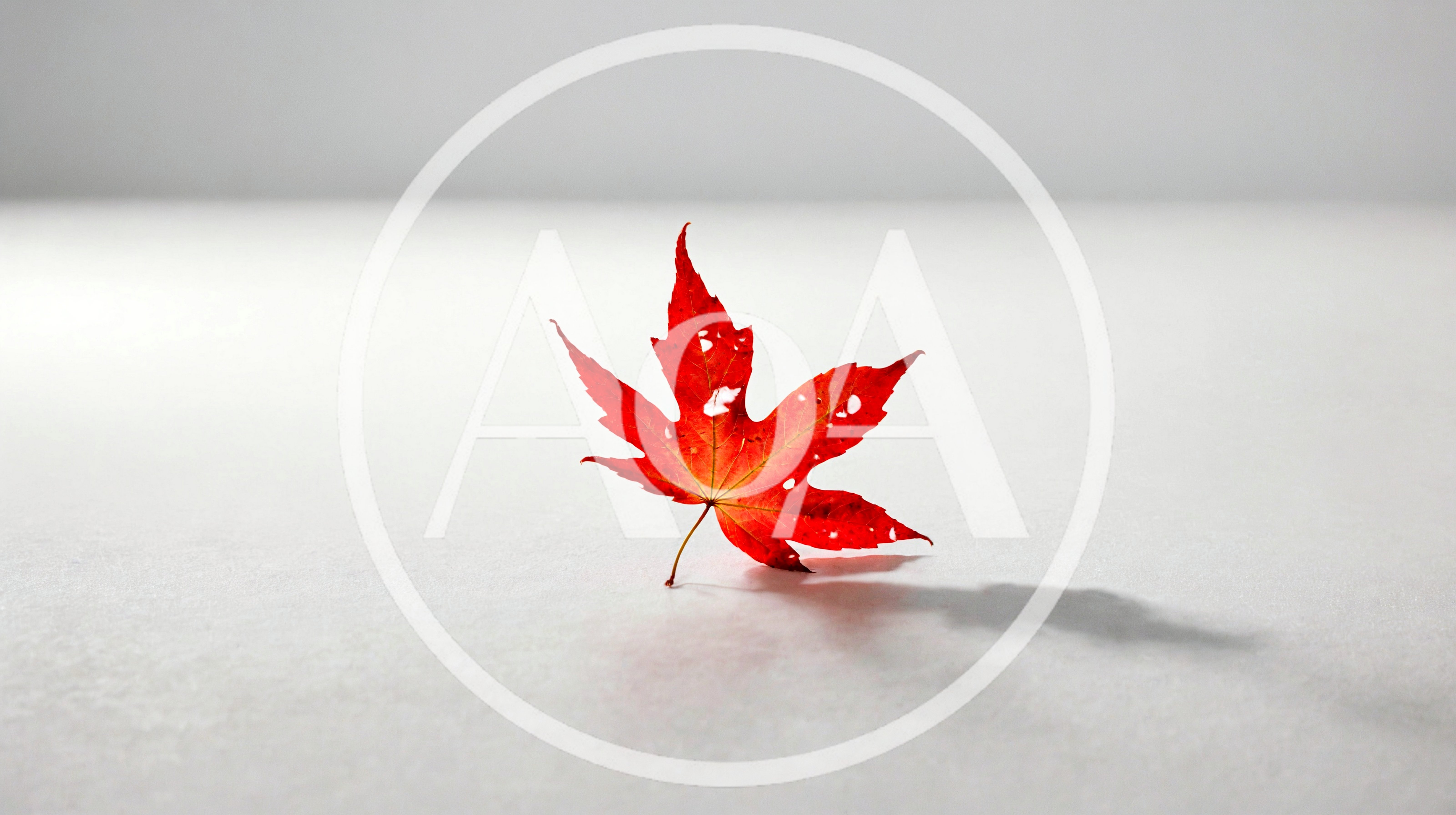 Single Red Maple Leaf on White Background