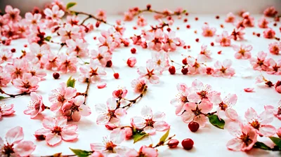 Pink Cherry Blossom Flowers Scattered On White Surface