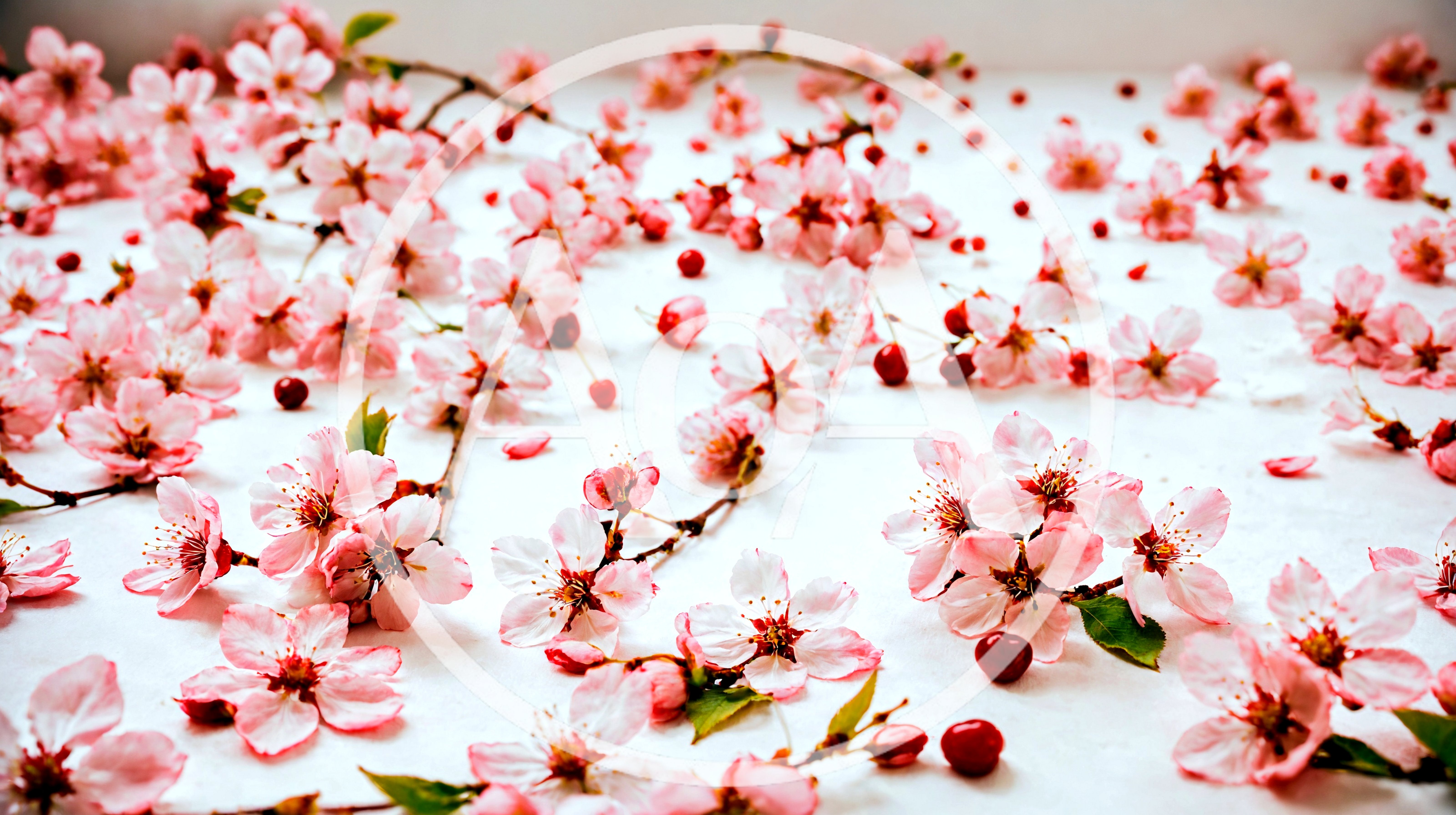 Pink Cherry Blossom Flowers Scattered On White Surface