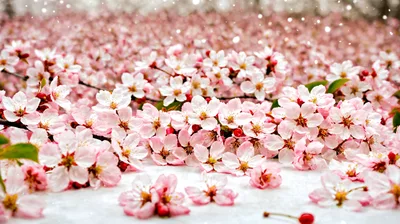 Pink Cherry Blossom Flowers Blooming In Spring