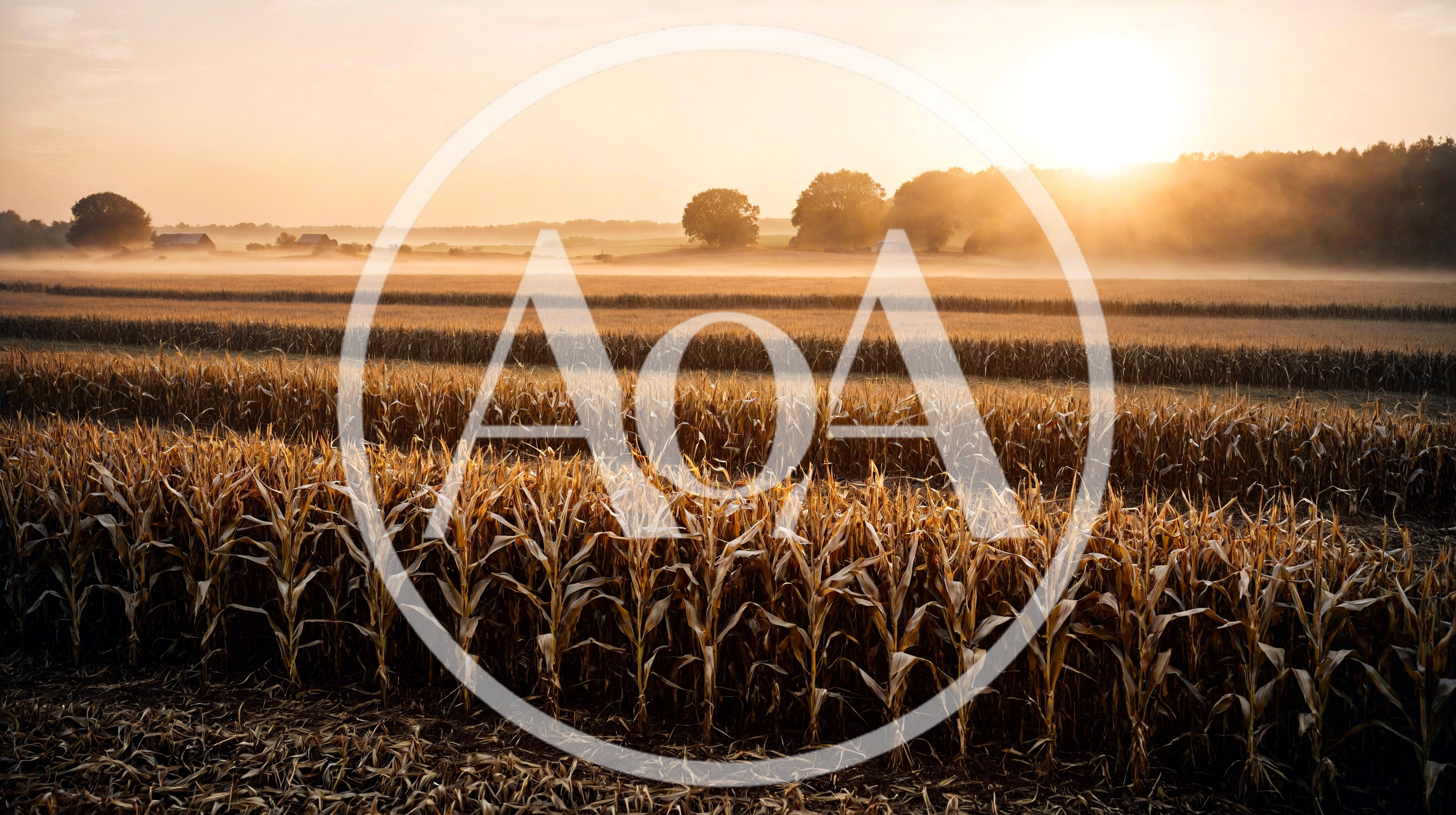 Golden Corn Field At Sunrise