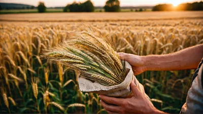 Farmer Holding A Burlap Sack Of Wheat