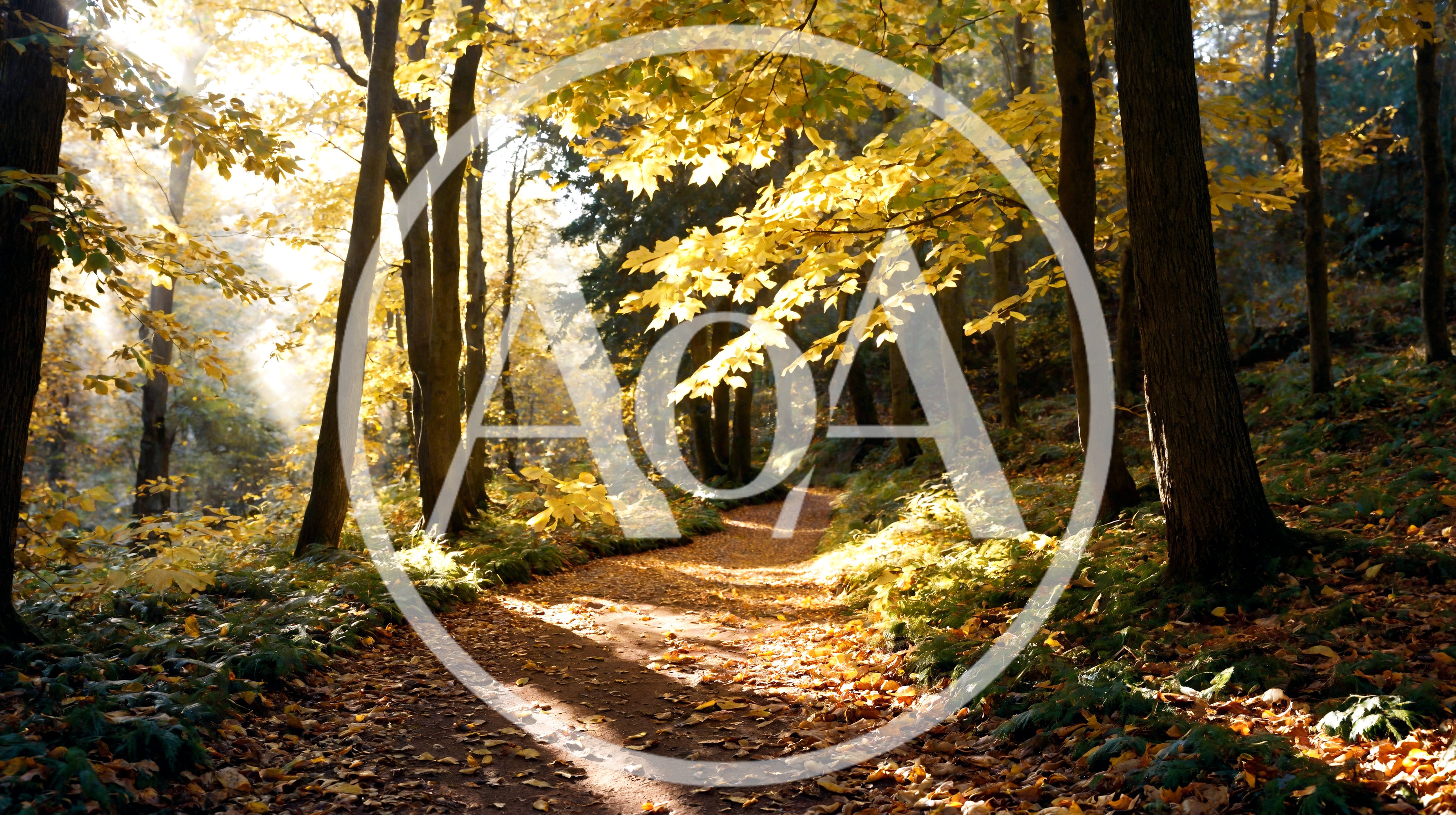 Sunlight Filtering Through Autumn Forest Trees