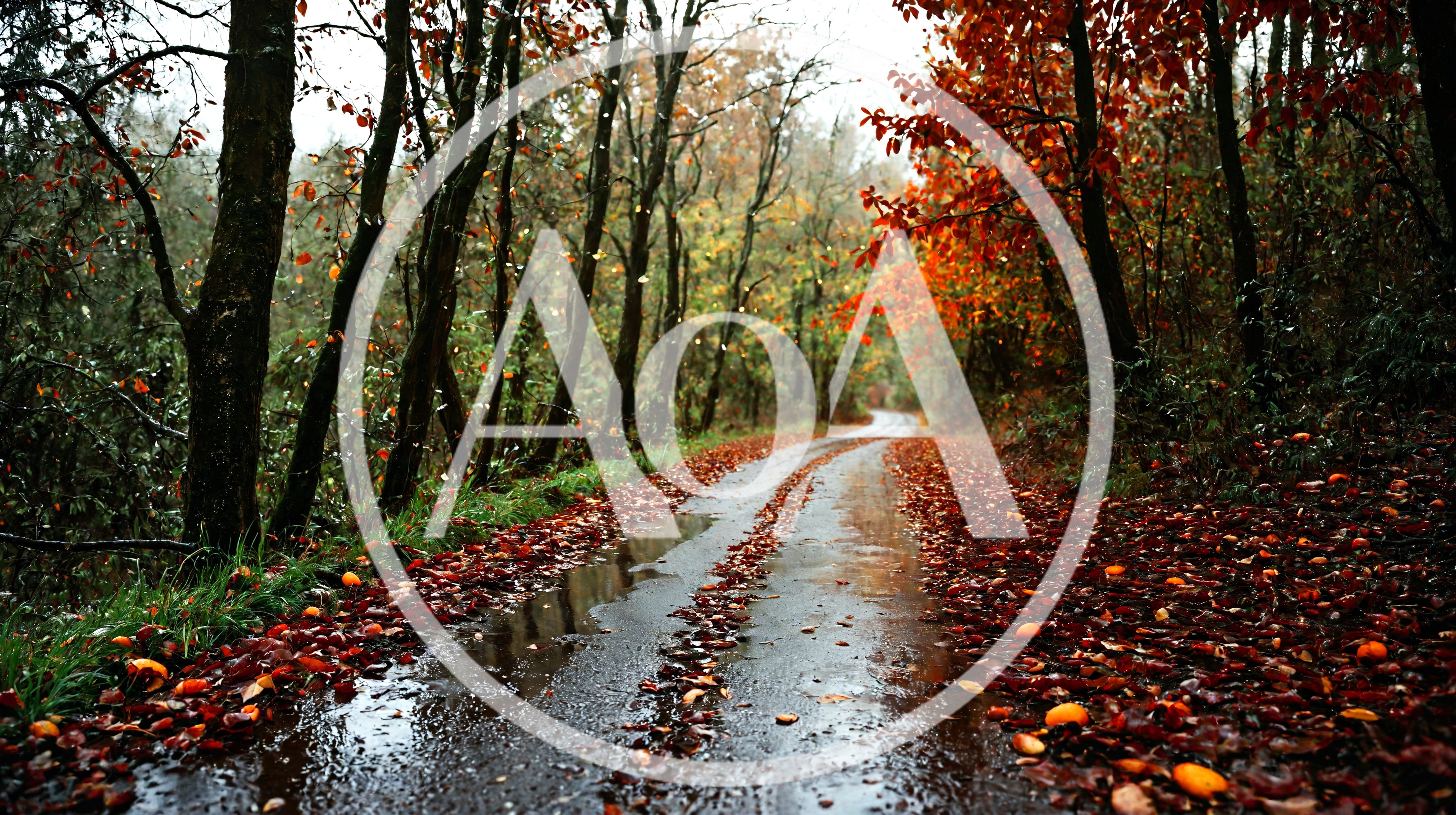 Wet Autumn Road Through A Colorful Forest