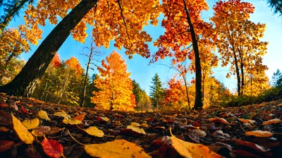 Low Angle View Of Vibrant Autumn Forest Floor