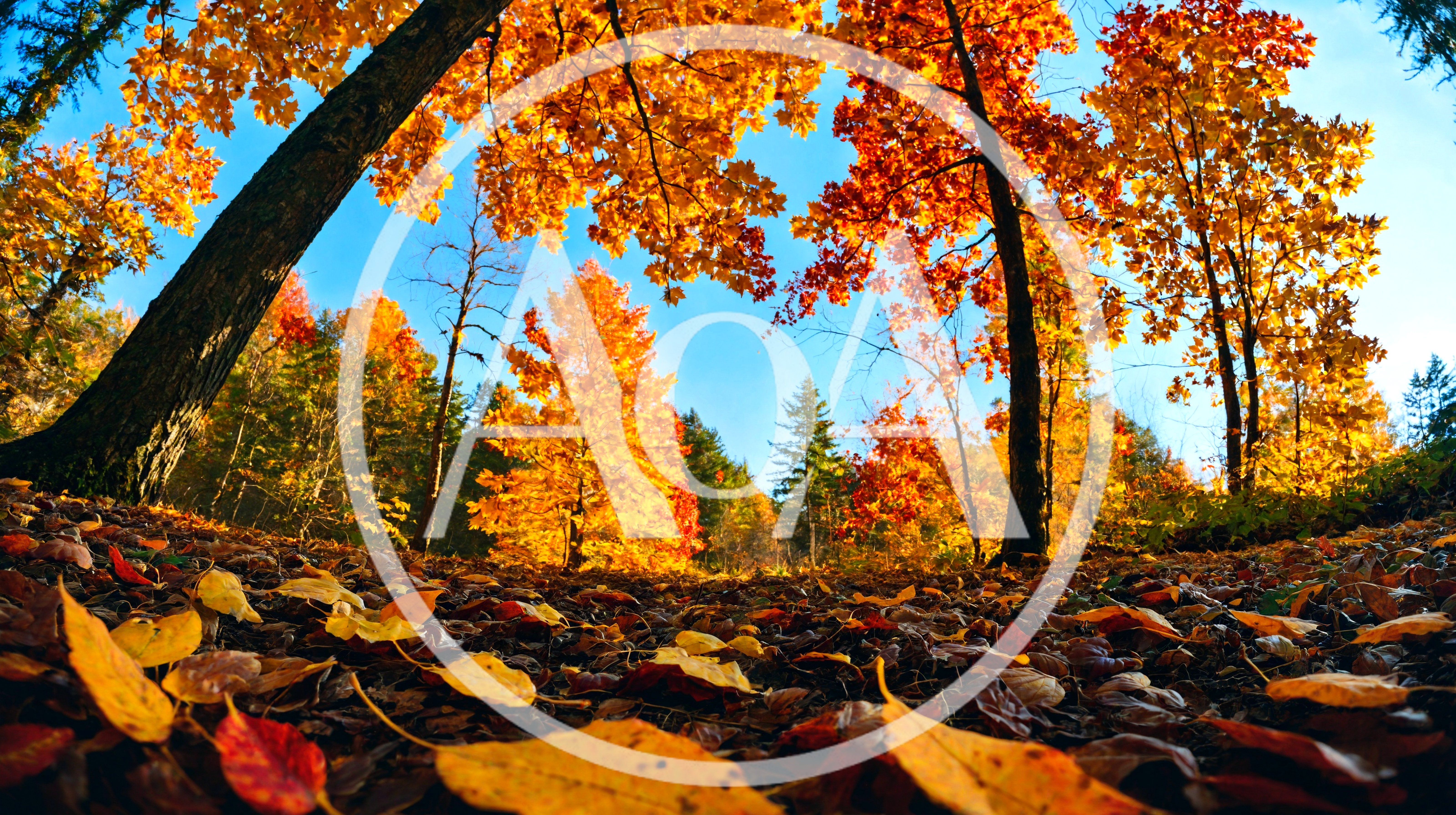 Low Angle View Of Vibrant Autumn Forest Floor