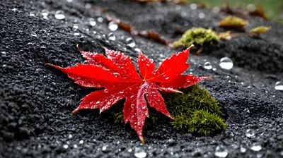 Vibrant Red Maple Leaf On Wet Mossy Rock